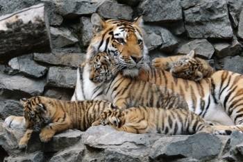 В Московском зоопарке на свет появились семь амурских тигрят