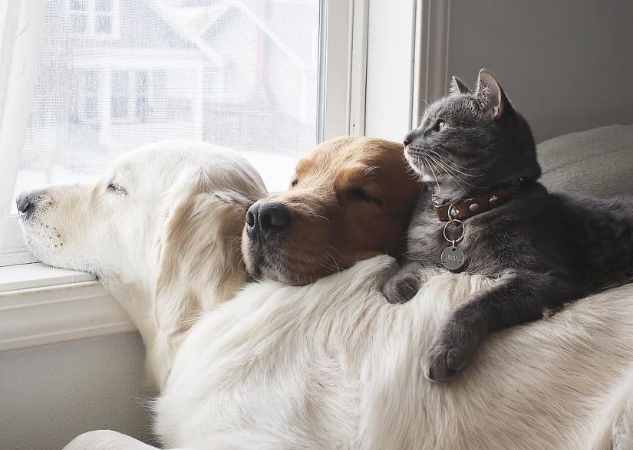 Кошка и собака в одном доме