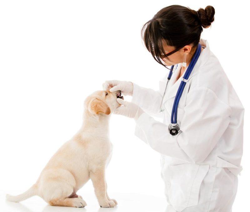 Хороший ветеринар или самолечение: здоровье вашего питомца